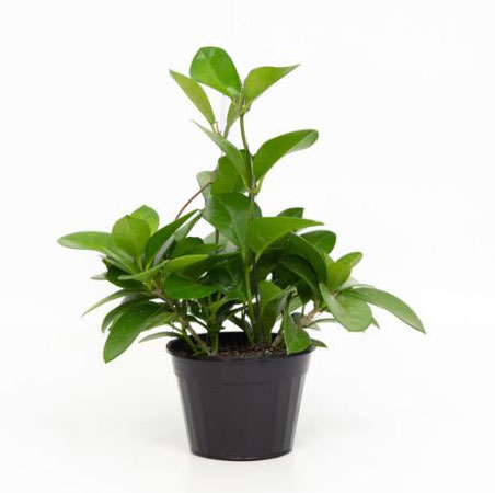 هویا کارنوزا